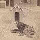 Bumble, Charles Dickens's dog